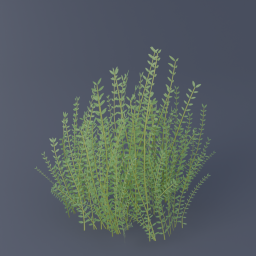 Thyme 01