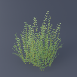 Thyme 02