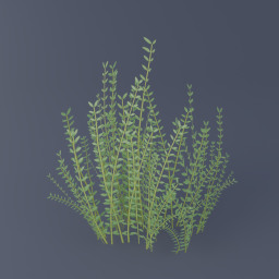 Thyme 03