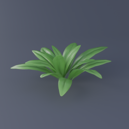 Bluebead Lily 02