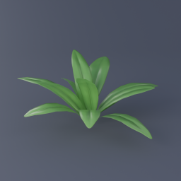 Bluebead Lily 03