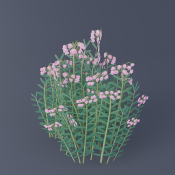 Bog Rosemary 01