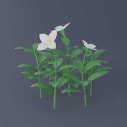 Bunchberry 01