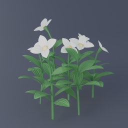 Bunchberry 02
