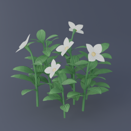 Bunchberry 03