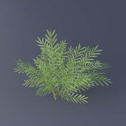 Canadian Yew 01