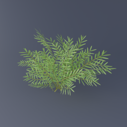 Canadian Yew 02