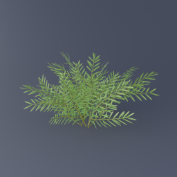 Canadian Yew 03