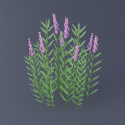 Fireweed 01