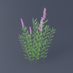 Fireweed 02