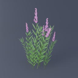 Fireweed 03