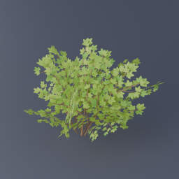 Gooseberry Bush 02