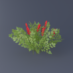 Red Baneberry 01