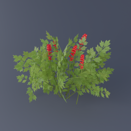 Red Baneberry 02
