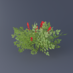 Red Baneberry 03