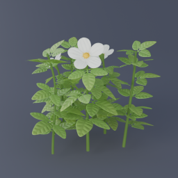 Wild Strawberry Bush 01
