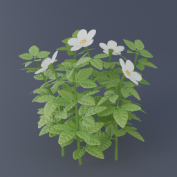 Wild Strawberry Bush 02