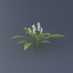 Buckbean 01