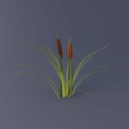 Cattail 01