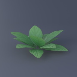 Green Arum 01