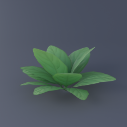 Green Arum 02