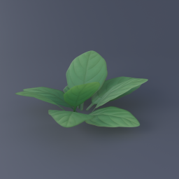 Green Arum 03