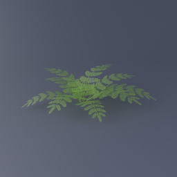 Royal Fern 01