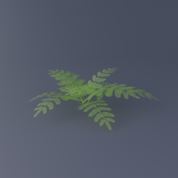 Royal Fern 02