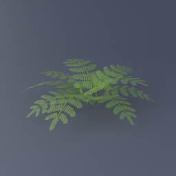 Royal Fern 03