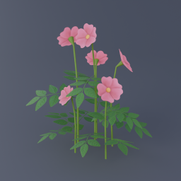 Swamp Rose 01
