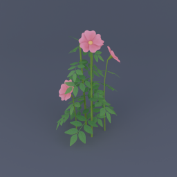 Swamp Rose 02