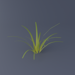 Sweet Flag 02