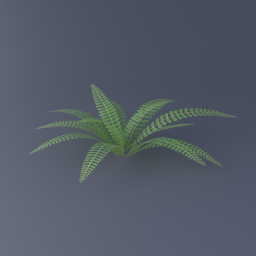 Deer Fern 01