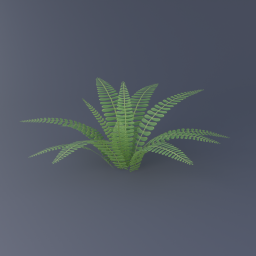 Deer Fern 02