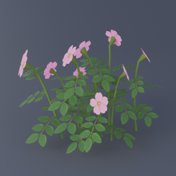 Nootka Rose 01