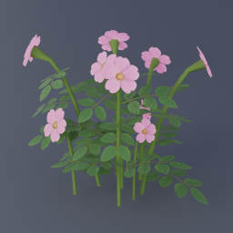 Nootka Rose 02