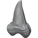 MG_-_Teeth_100