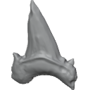 MG_-_Teeth_101
