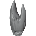 MG_-_Teeth_19