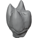 MG_-_Teeth_29
