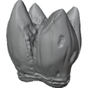MG_-_Teeth_30