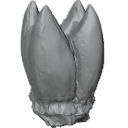 MG_-_Teeth_31