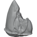 MG_-_Teeth_59