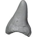 MG_-_Teeth_63