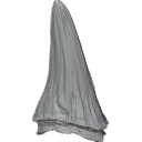 MG_-_Teeth_67