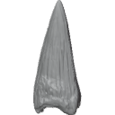 MG_-_Teeth_68