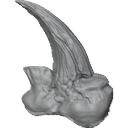 MG_-_Teeth_76