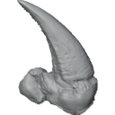MG_-_Teeth_77
