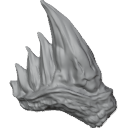 MG_-_Teeth_78