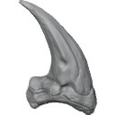 MG_-_Teeth_79